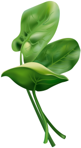 Spinach PNG-79156